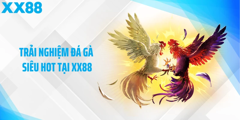 Trải nghiệm đá gà siêu hot tại XX88